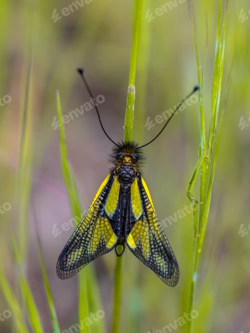Preview: Owly sulphur insect