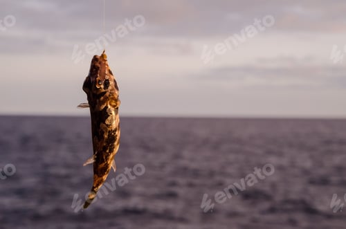 Preview: One Sea Fish Hooked , digital photo image