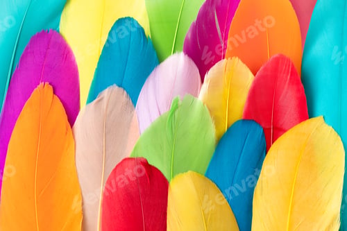 Preview: Colorful pattern made of feathers. MInimal boho style color concept. Flat lay backgrund.