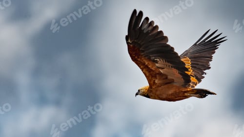 Preview: Closeup shot of a flying golden eagle with the background of the cloudy sky