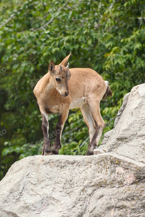 Preview: wild little goat on rock