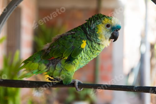 Preview: Selective focus shot of beautiful turquoise-fronted parrot (amazona aestiva)
