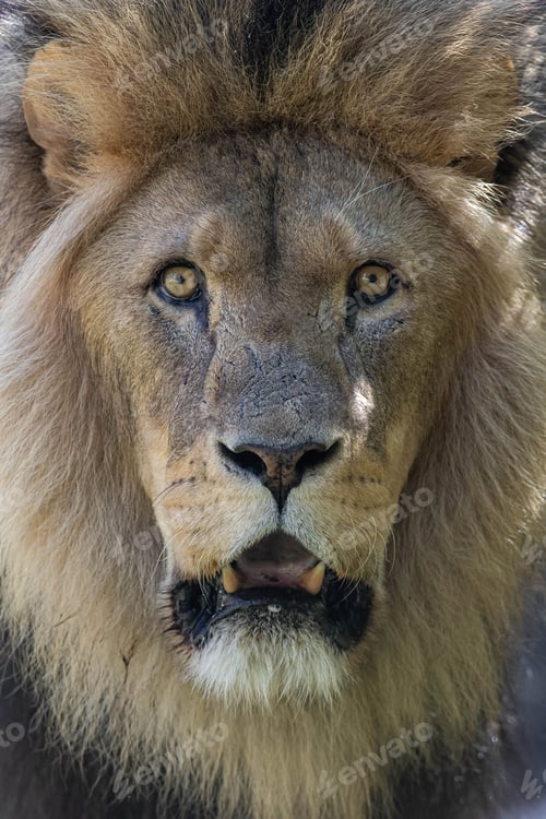 Preview: Closeup of a majestic lion with a curious gaze in its natural habitat