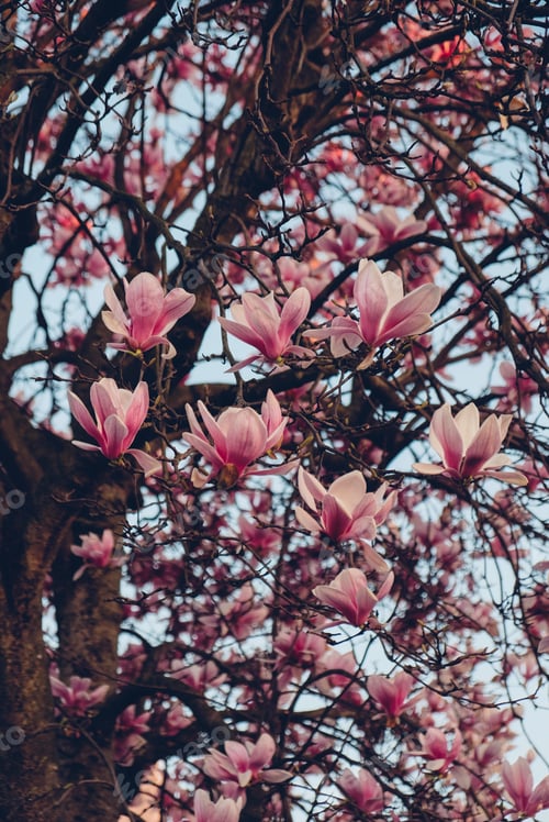 Preview: Pink magnolia tree in bloom, close up.