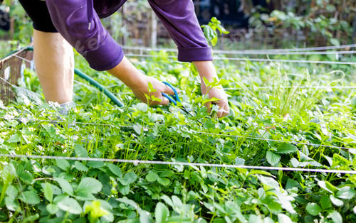 Preview: Gardener woman cutting parsley leaves and basil in the vegetable garden.