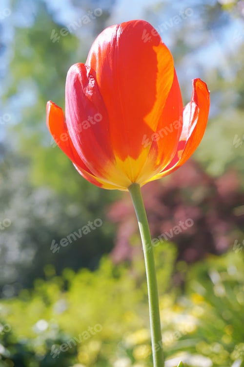 Preview: Flowers. Tulip blossom. Light and shadow. Pink background.