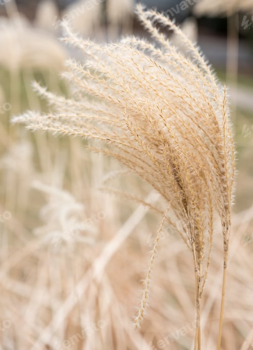 Preview: Dry Winter Flower On A Suburban Street