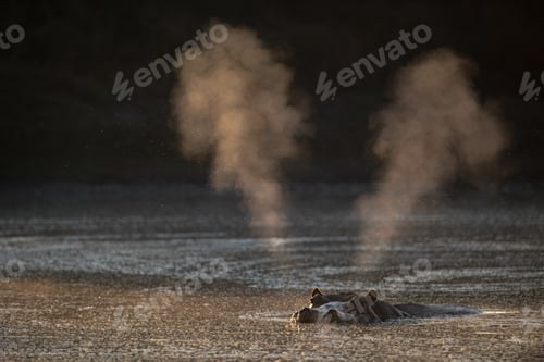 Preview: A hippo, Hippopotamus amphibius, blows air though its nose while in a waterhole