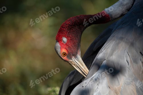 Preview: Grus antigone, Eastern sarus crane, Antigone antigone sharpii