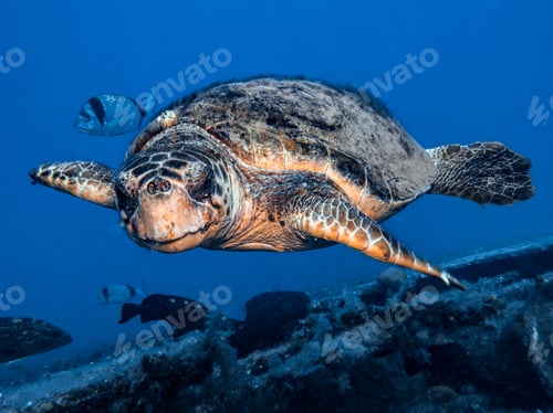 Preview: Eye to eye with a green turtle