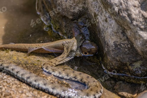 Preview: Wild grass snake is shown in the act of biting a trout fish in the Ticino river in Switzerland
