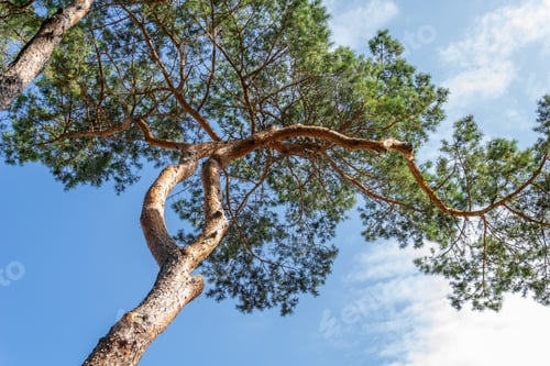 Preview: pine trees against a blue sky with white clouds