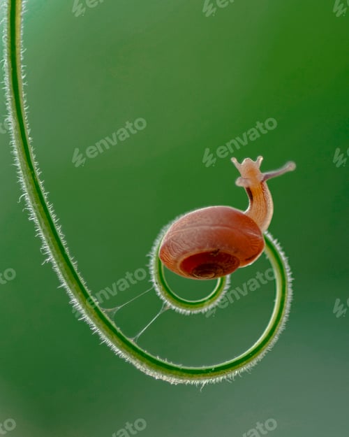 Preview: Snail Crawling on a Spiral Stem
