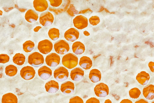 Preview: Honeycombs with honey. Natural background.