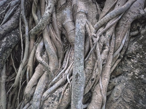 Preview: Full Frame Background of Large Banyan Tree Roots