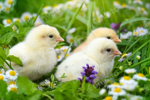 Preview: Little chickens on green grass with daisies