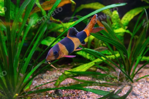 Preview: Clown Loach, Chromobotia Macracanthus Swimming In Aquarium Water Wtih Green Algae