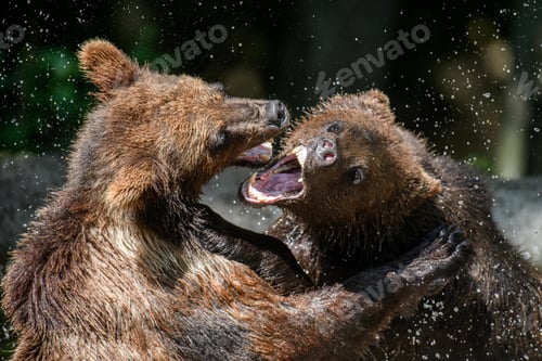 Preview: Two Wild Brown Bear play or fight on pond in the summer forest