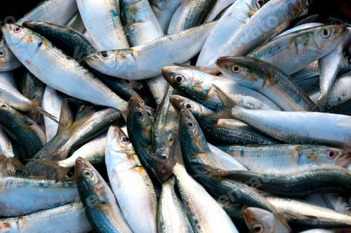 Preview: Various fresh fish, Seafood on ice at the fish market