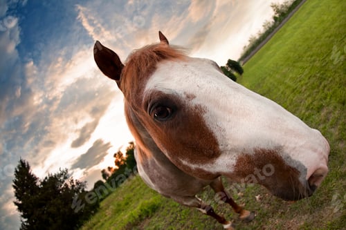Preview: Sunset Horse