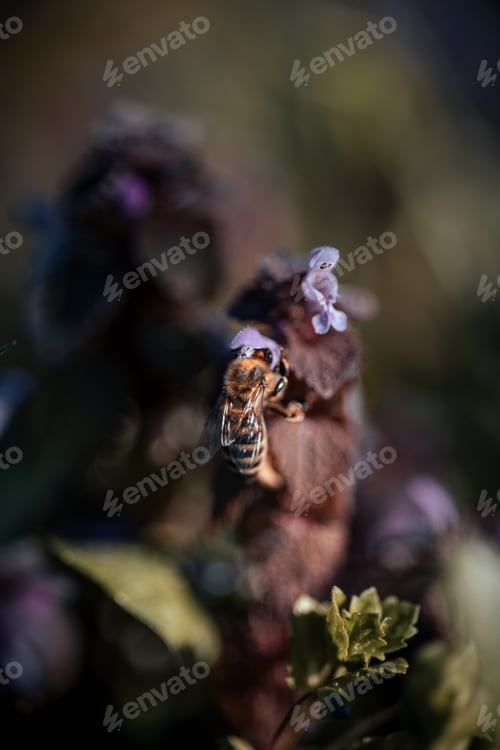 Preview: Closeup of honey bee on pink flower