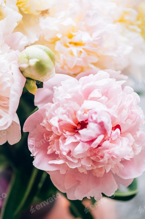 Preview: Amazing Fresh bunch of white and pink peonies