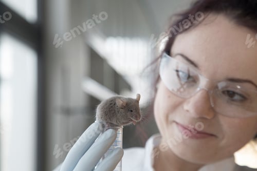 Preview: Germany, Research laboratory, Young scientist watching laboratory mouse after treatment