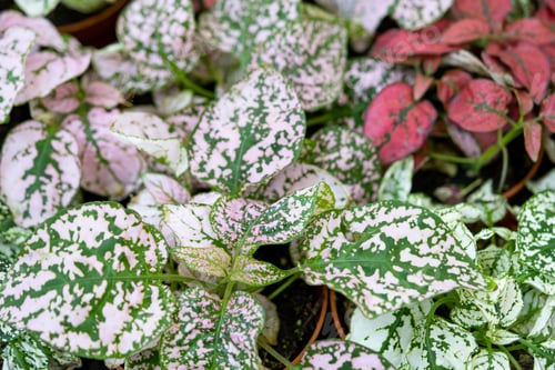 Preview: The assortment of home plants pilea on the shelf of the flower shop
