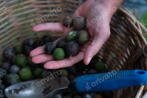 Hand Holding Freshly Picked Green Black Walnuts