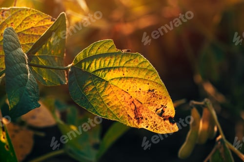 Preview: Soybean crop leaf in summer sunset