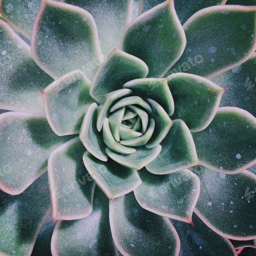 Preview: Succulent background