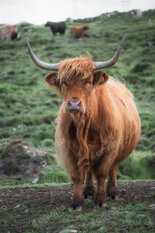 Preview: Closeup moody portrait of highland furry cow. Rural life and farming concept.vertical banner