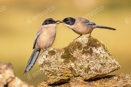 Preview: Iberian magpie on trunk against bright background
