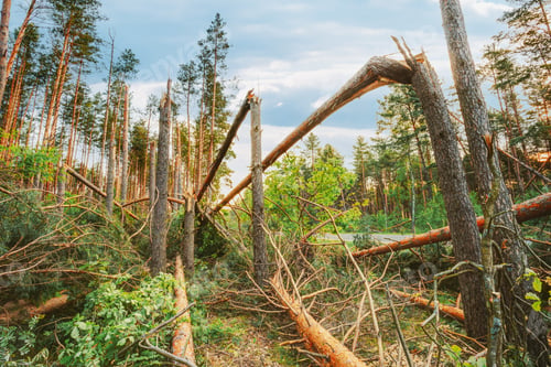 Preview: Windfall In Forest. Storm Damage