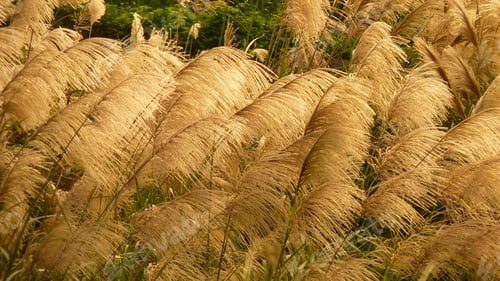 Preview: Field of dry reed with green trees in the background at daytime