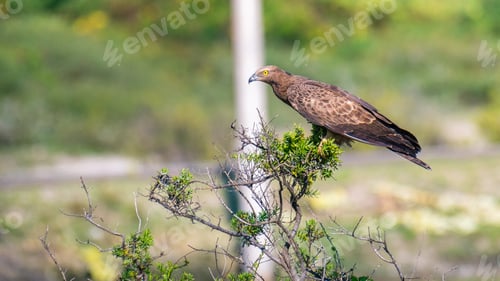 Preview: Crested honey buzzard perched on a branch in a lush, green environment, hooked beak and yellow eyes