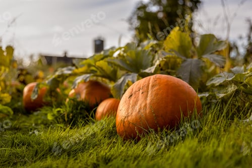 Preview: Pumpkin patch