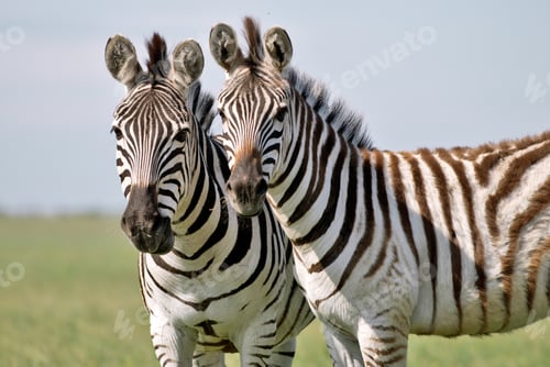 Preview: Two Zebras grazing on grass