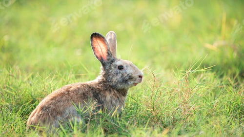 Preview: Charming Little Rabbit Enjoying and playing on Green Grass.