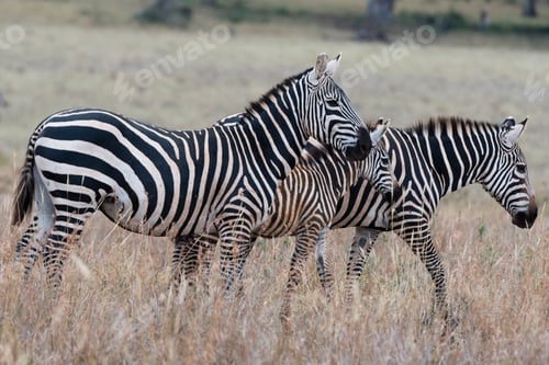 Preview: Common zebras (Equus quagga) Tsavo, Kenya, Africa