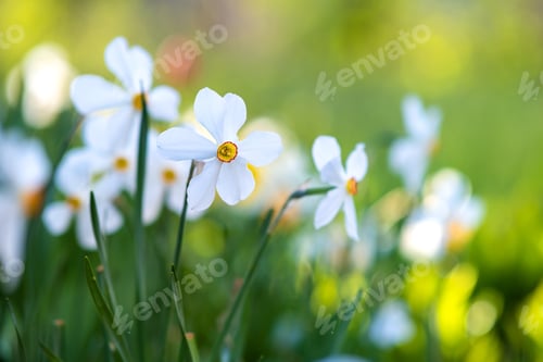 Preview: White tender narcissus flowers blooming in spring garden