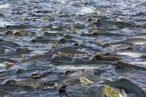 Preview: Salmon spawning