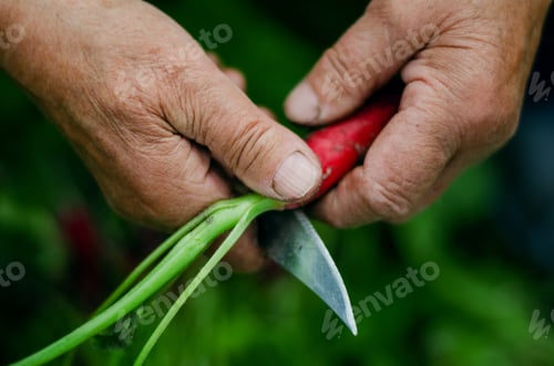 Preview: A woman processes radishes. Radish harvest