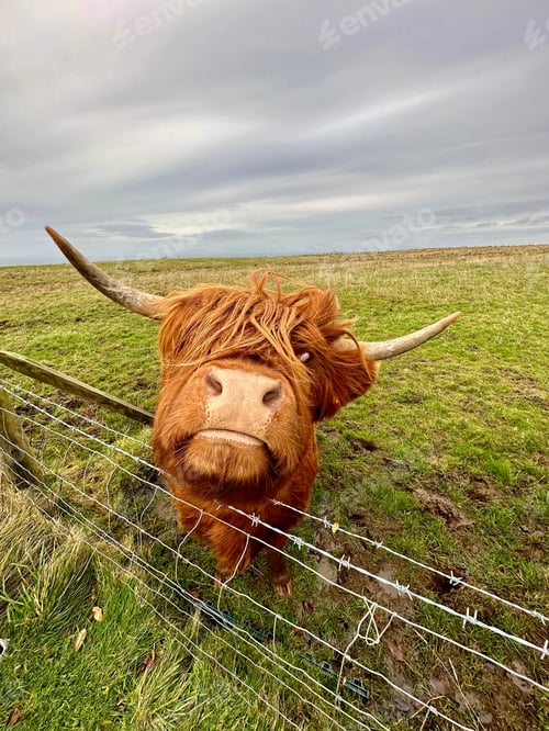 Preview: Close up shot of a highland cattle looking out of a wire fence in a rural field