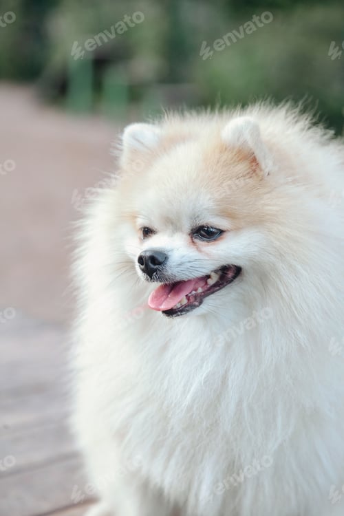 Preview: Portrait of fluffy puppy of Small German Pomeranian on dog playground