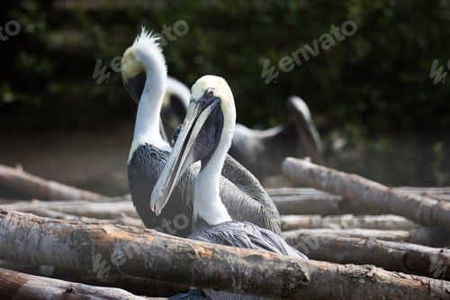 Preview: three pelicans are standing near some logs in the water