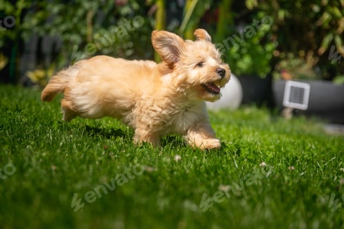 Preview: Happy Puppy Running Through the Green Grass