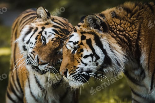 Preview: Closeup of two adorable Siberian Tigers cuddling in the jungle