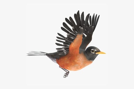 Preview: American Robin in Flight - Animated T-Pose