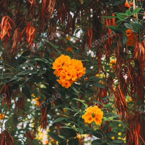 Preview: Canary flowers. Tropical plant fashion concept